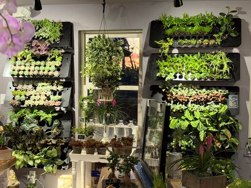 Living Plant Wall